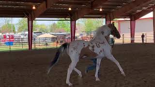 Hoosier horse fair