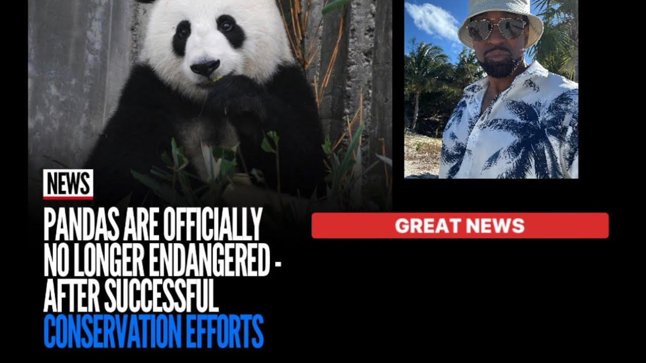 Панды официально исключены из списка вымирающих видов. Отличная работа!