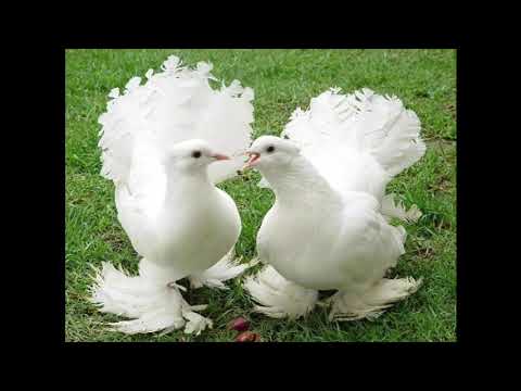 شبيك لبيك رقية فتح الأبواب لجلب الخطاب 