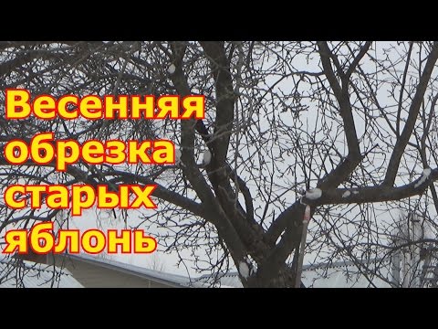 Весенняя обрезка старых запущенных яблонь