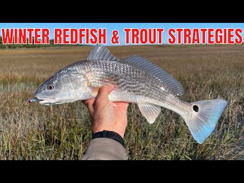 Strategies & Tactics