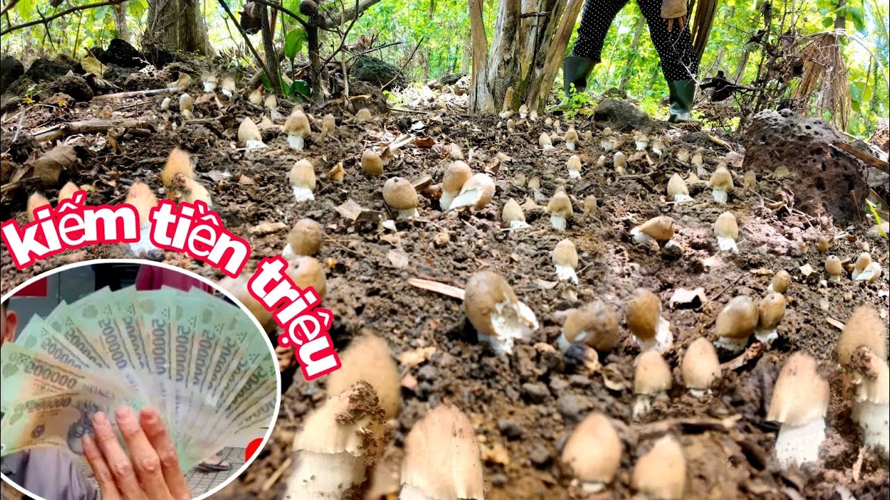 Phát Hiện Ụ Nấm Mối Mập Ú Không Ai Thấy ,Nhổ Nấm Mối Kiếm Tiền Triệu Mỗi Ngày | Phúc Hoang Dã Vlog
