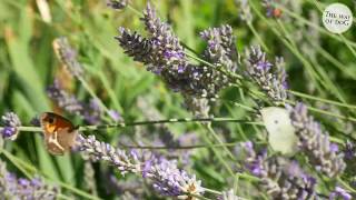 Butterflies and Bees on Fragrant Lavender - you may not be able to smell it yet, but...