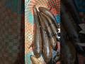 Korameenu #fish #trending #shortsviral #sea #curry #shorts