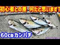 【良型青物】初心者じゃ釣りきらない青物を釣りまくる【ショアジギング】ジギングフルモン288