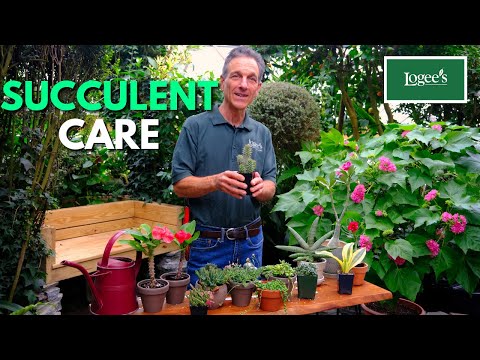 Video: Lifesaver Cactus Plants - Tips om dyrkning af Huernia Cactus