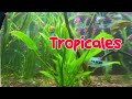 Peces Tropicales 🐟