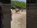 Race Horse #joshi #equestrain #uttrakhand #kumauni #lover