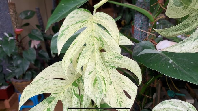 Epipremnum Pinnatum Variegata Albo – Angie's Planties