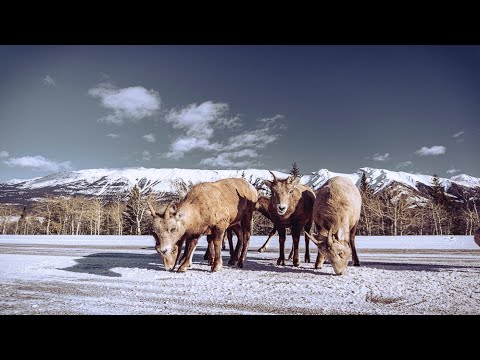 Video: 8 Domājoši Piedzīvojumi Kanādas Rockies - Matador Tīklā