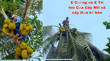 E Cường và E Trí leo Cưa Cây Mít và Cây Dừa sát mé sông