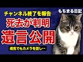 もちまるが死去していたことが判明!チャンネル終了の真相に言葉を失う…!病気にも関わらずカメラを回し続けてきた末路…金儲けのために猫を酷使し続け批判が殺到した”下僕”の現在の姿に驚きを隠せない!