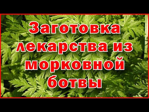 Заготовка лекарства из морковной ботвы - Harvesting medicine from carrot tops