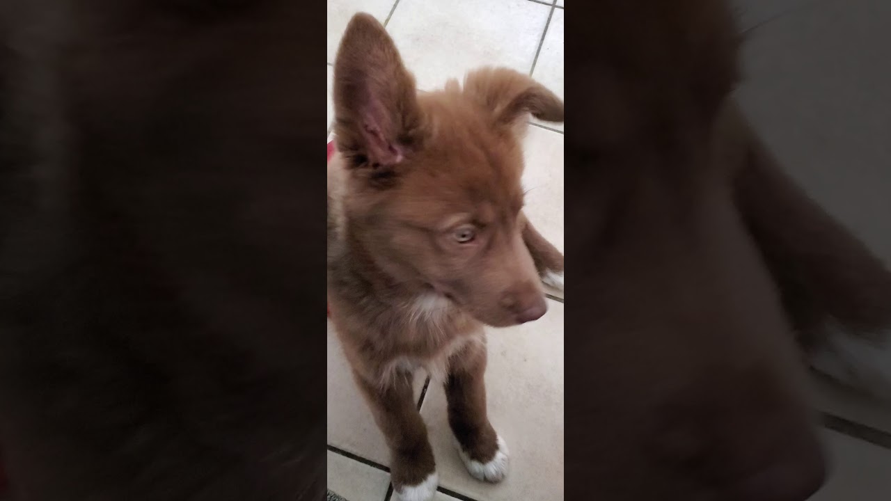Get to meet our Husky German Shepard Puppies - YouTube