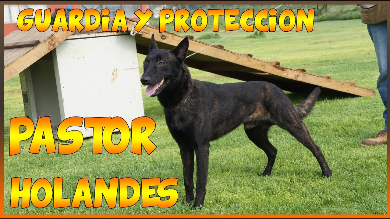 2 Guardia y Protección Pastor Holandés
