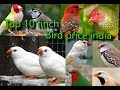 Top 10 finch bird price india.