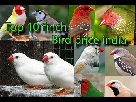 Top 10 finch bird price india. - YouTube