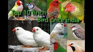 Download lagu Top 10 finch bird price india Top 10 finch bird price india