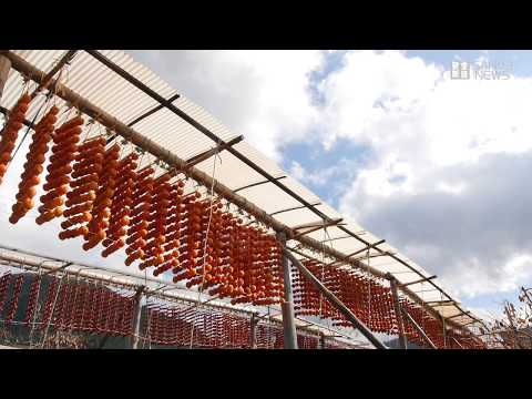 正月の縁起物「串柿」作りが最盛期　和歌山・かつらぎ町