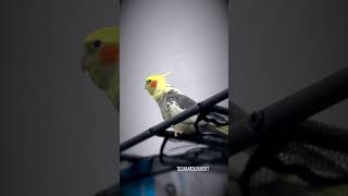 Cockatiel Parrot Singing, Talking, & Dancing on his Live Stream | Tiel Named Loubert