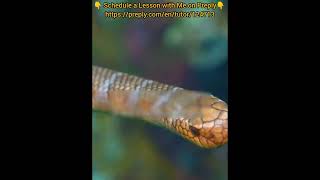Learn English with Documentary - Black-banded Sea kraits and bluefin trevally join forces