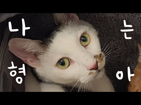 나 임도리 울지 않아 형.아.니.까.