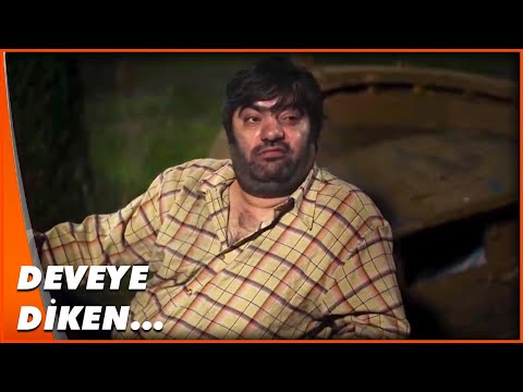 Deve, Diken ve İnsan Üçlemesi! | Kutsal Damacana 3 : Dracoola Türk Komedi Filmi