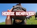 The ultimate herd behavior. Who is the lowest in rank? | Friesian Horses