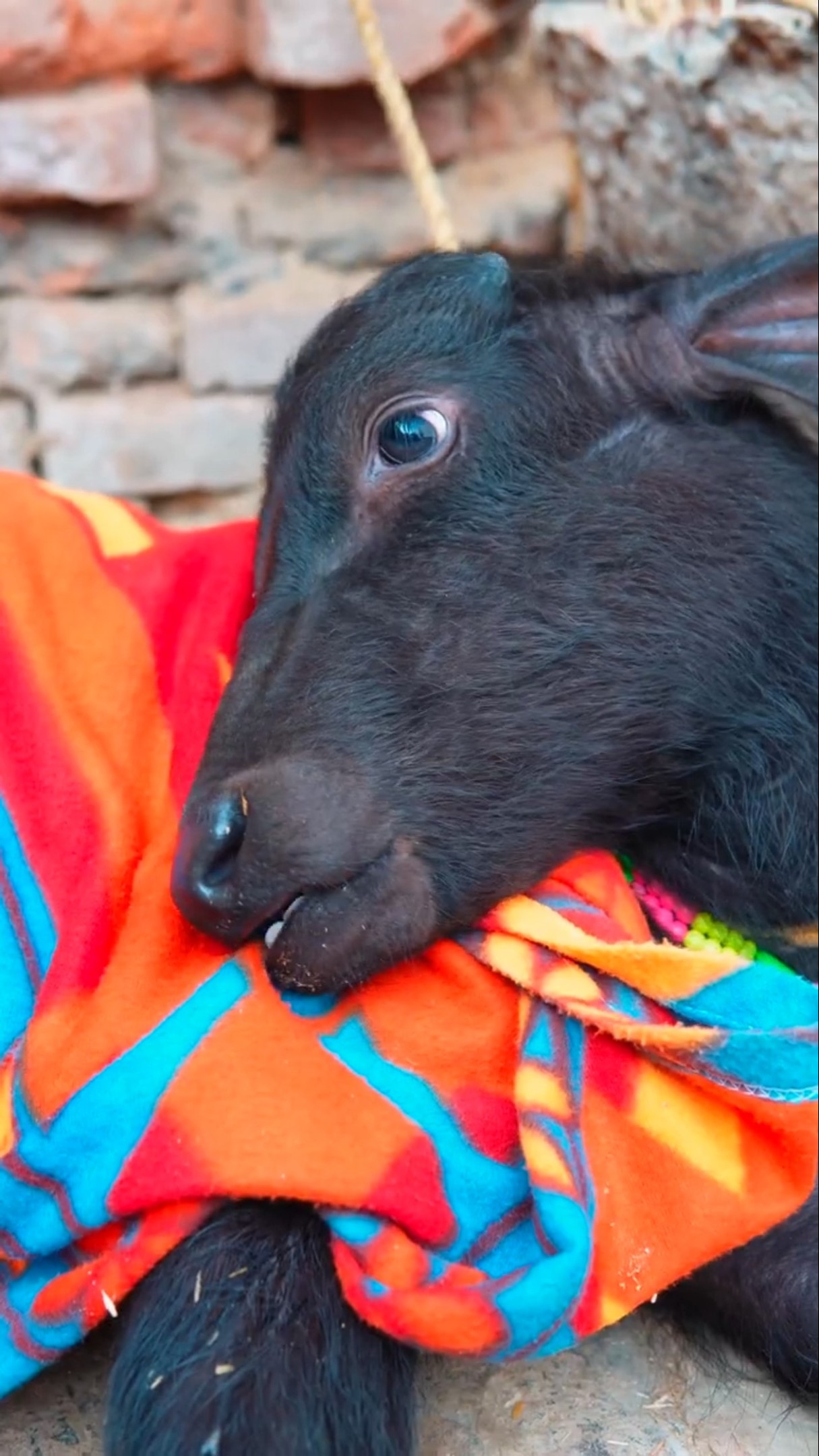 Maha ne kiya nandu ki help?