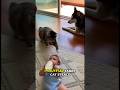 Only 1% Can Pass This Level! #gaming #pets #trending #gameplay #viral #shorts #animallovers