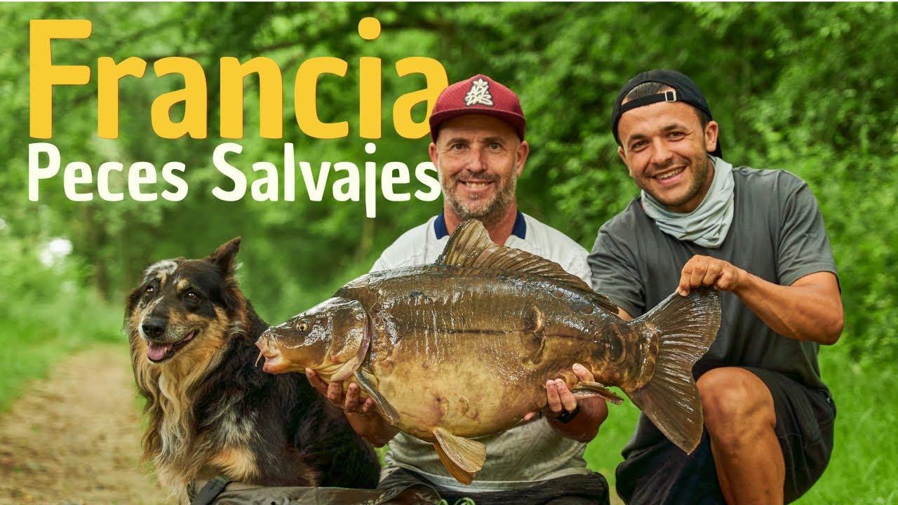Peces salvajes de Río | CARPFISHING EN FRANCIA VLOG