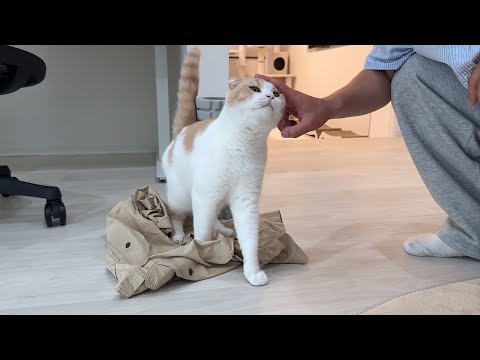 大好きな友達が帰ろうとしたら猫がこうなっちゃいました…