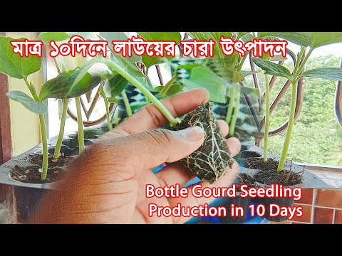 Bottle gourd seedling production