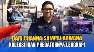 FROM CHANNA TO AROWANA, THE PREDATORY FISH COLLECTION IS COMPLETE‼️