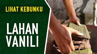 Cara Menanam Vanili  | Lihat Kebunku #1 | Menyiapkan Lahan Di Sekitar Rumah