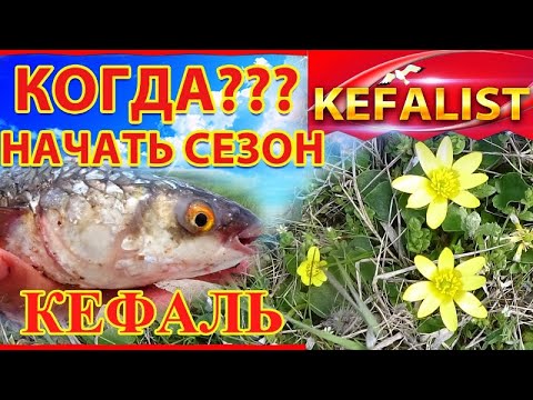 Видео: Когда сезон кефали 2020?