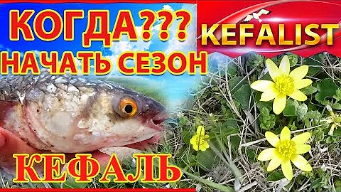 Рыбалка на кефаль! Приметы и рыбалка. Когда начать сезон на кефаль, когда ловить  где ловить кефаль?