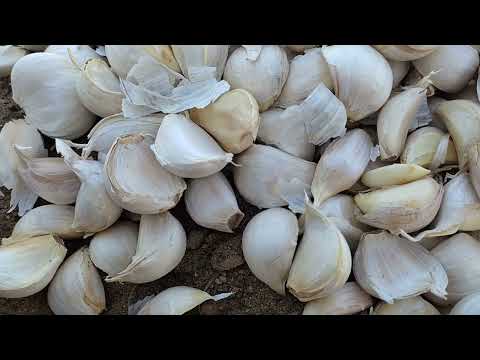 Βίντεο: Συμβουλές για την καλλιέργεια σκόρδου