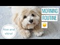 ROSCO'S MORNING ROUTINE | Life With a Maltipoo Puppy