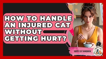 How To Handle An Injured Cat Without Getting Hurt? - Happy Cat Handbook