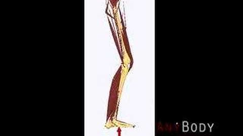 AnyBody Example: Sports - Strength Training: Knee Force.