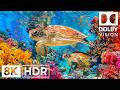 Stunning Deep Sea Cinematics in 8K HDR | Dolby Vision™