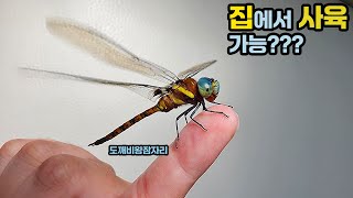 잠자리를 집에서 키울 수 있을까? (feat. 도깨비왕잠자리)