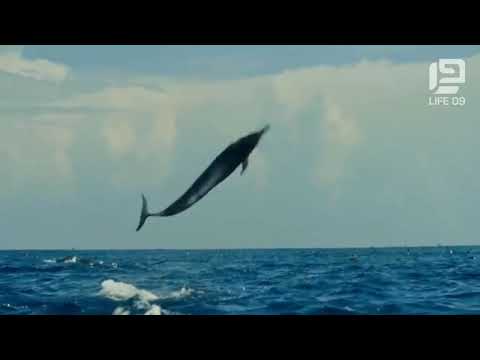Бейне: Мейірімді дельфиндер