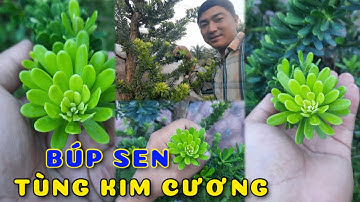Cây Tùng kim cương BÚP SEN | 0386569374 - Ngọc Ngân Bến Tre | Chuyên cây độc lạ