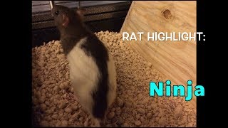 Rat Highlight (Past Rats) - Ninja
