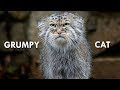 Pallas’s Cat: The Original Grumpy Cat