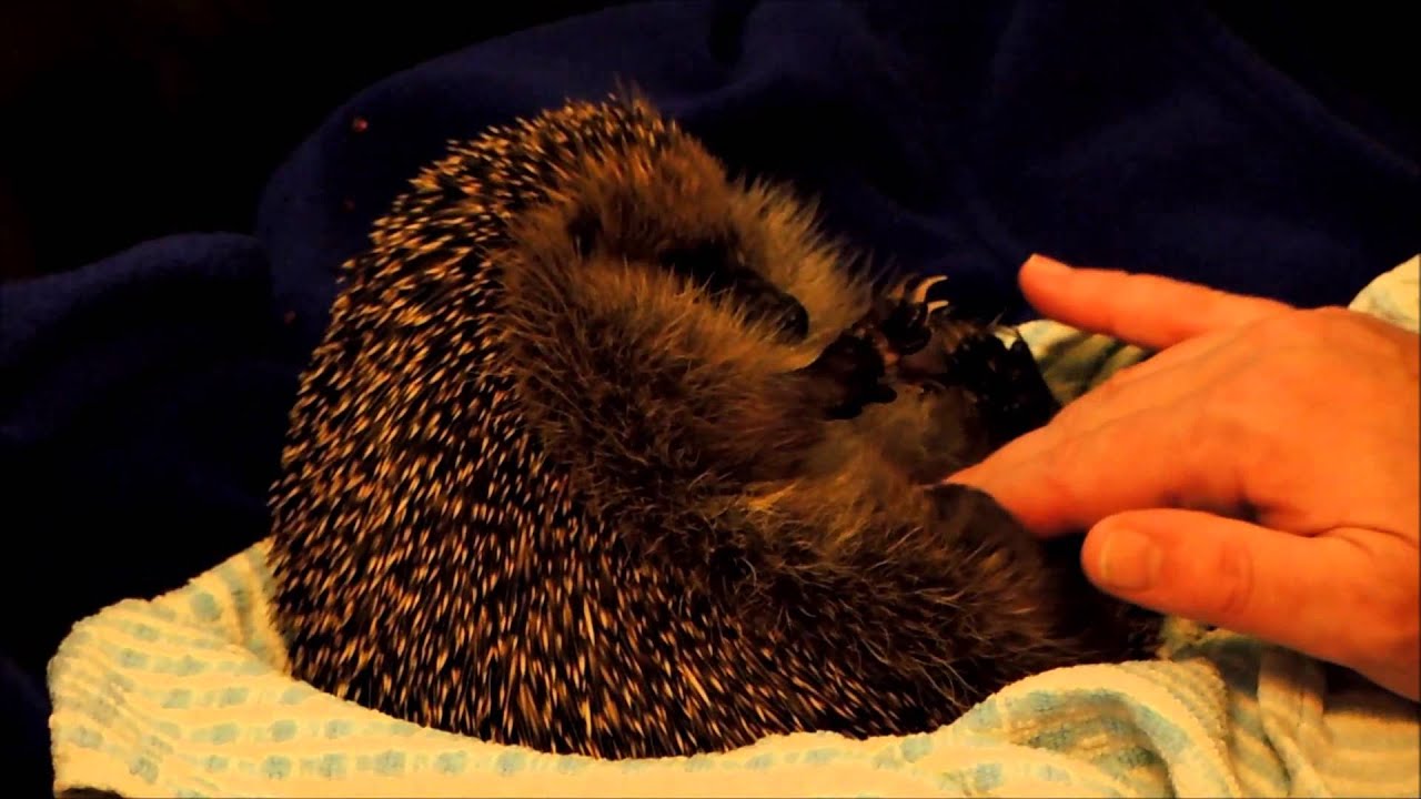 Igel bauch kraulen