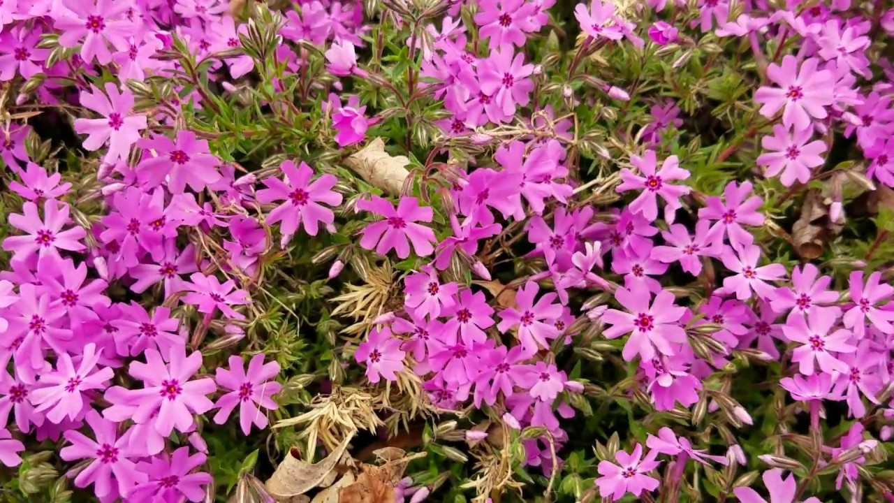 Perennial creeping phlox groundcover