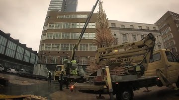 Tree Build Timelapse | NOMA